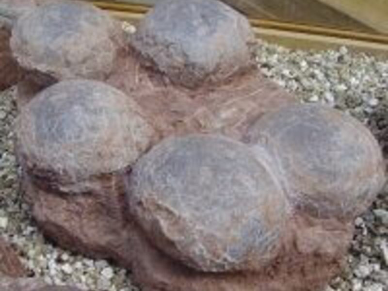 Fossilised Dinosaur Eggs